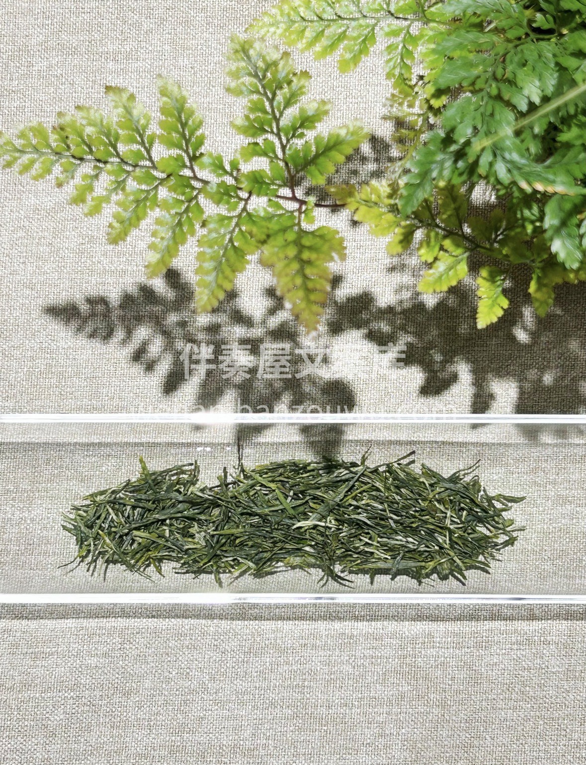 🍵恩施玉露·一眼心动的绿茶 ▫️千年蒸青 配图2