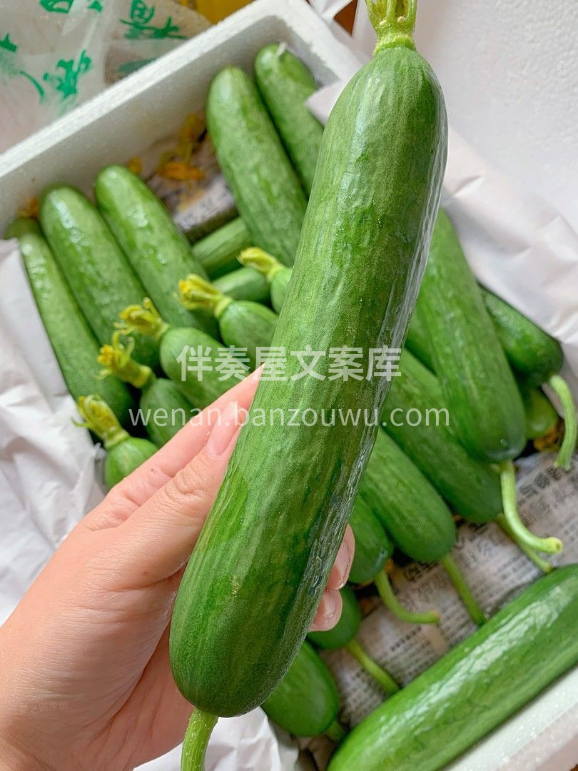 🥒通体如玉，鲜嫩碧绿看起来像十八岁的少女 配图1