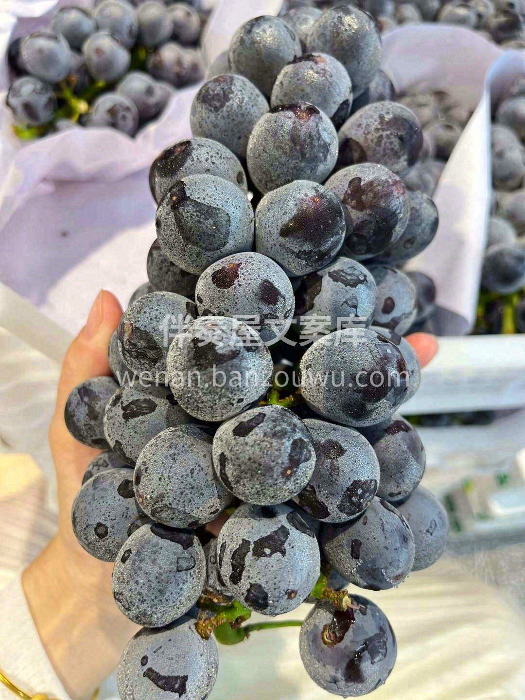🍇夏黑被形容为“盛夏沙漠中的一片树荫”🏜 配图2