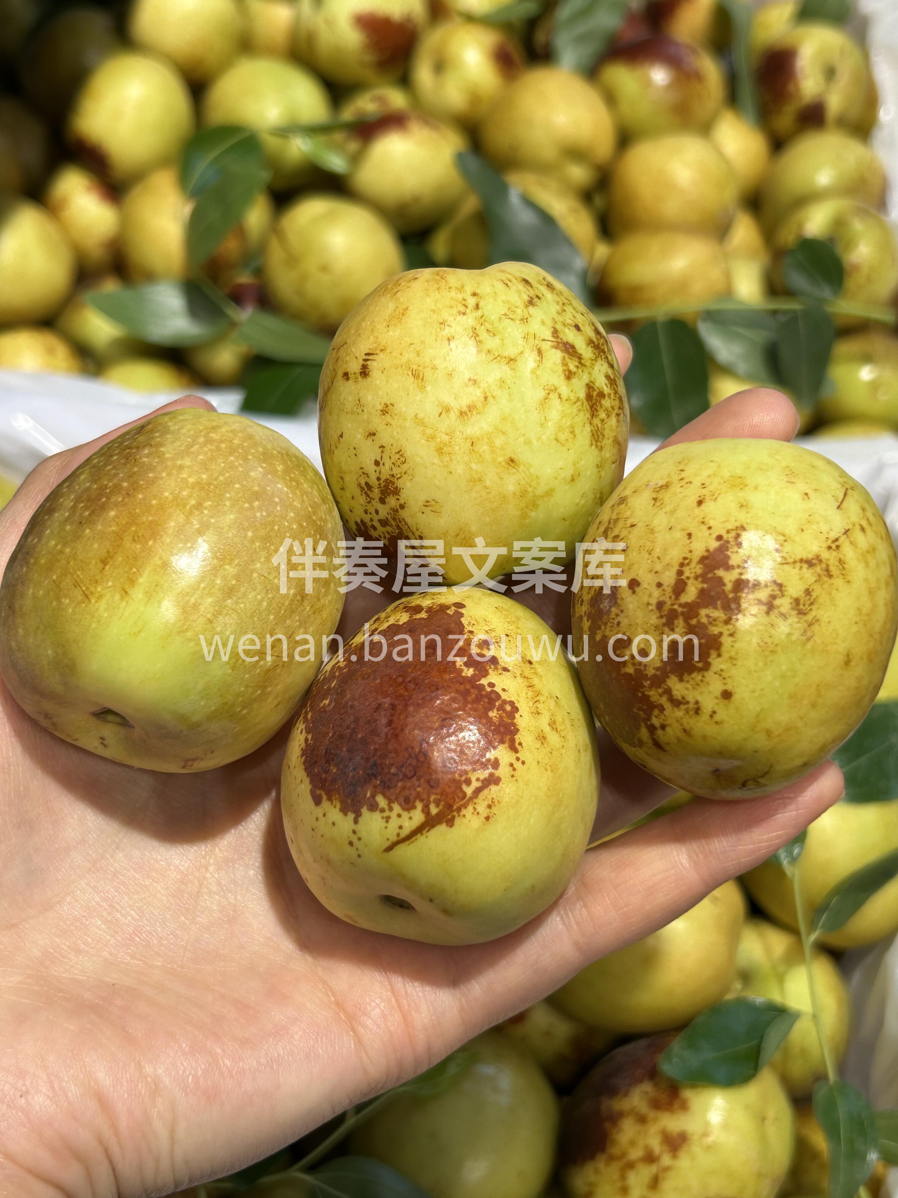 ☘️嘎嘣脆的冬枣✨ 炎炎夏日也挡不住的甜 配图1