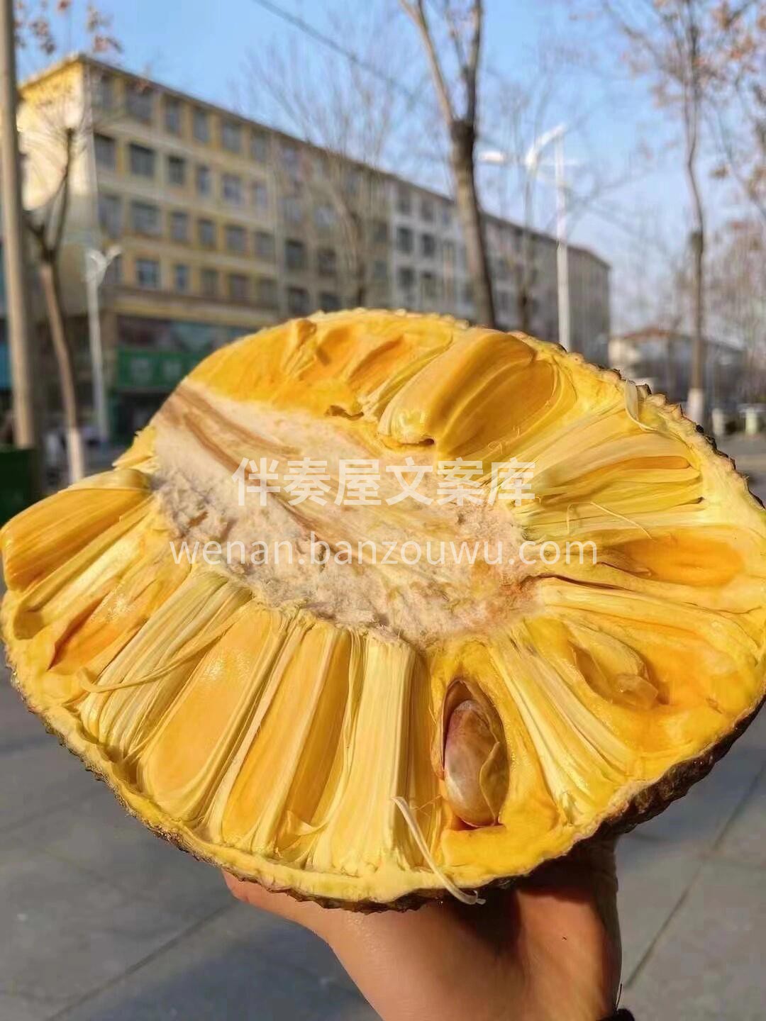 红肉菠萝蜜||〖泰国🇹🇭菠萝蜜〗 🌿苞大 配图1