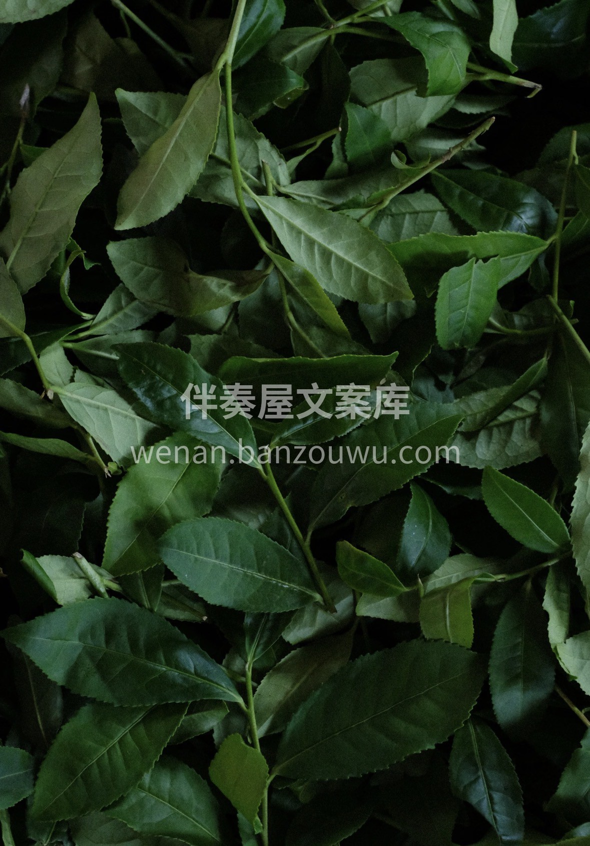 闽南高山乌龙茶｜佳茗赠知己 高山生态好茶 配图1