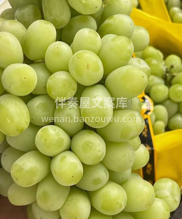 新疆无核白葡萄 🍇 🍇每一颗都青翠欲滴， 配图3