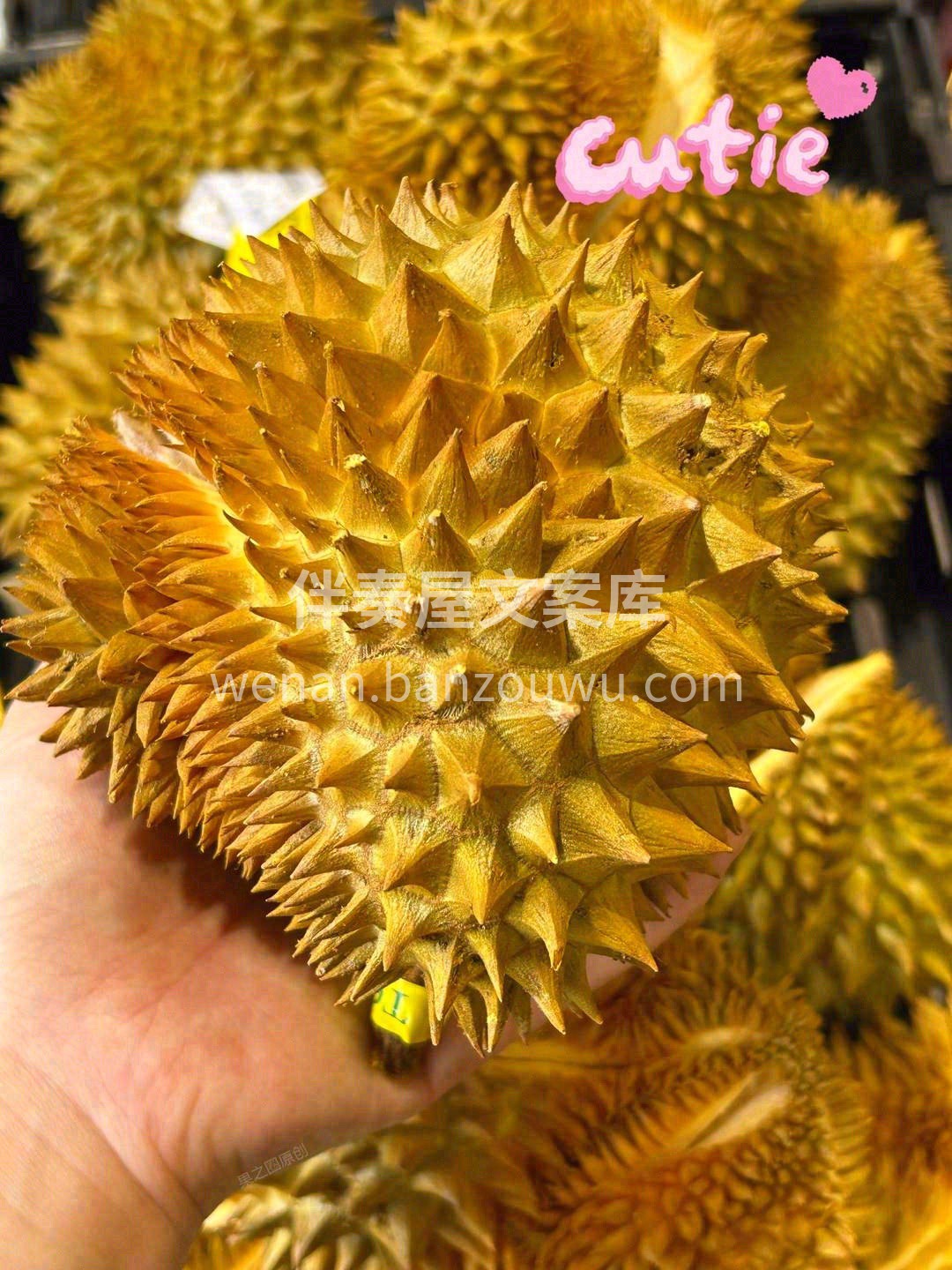 巴掌榴莲个头虽小，内料却很足👍轻轻剥开成 配图2