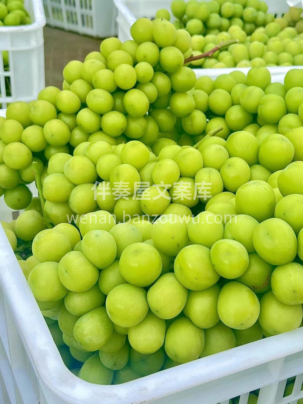 💚特级精品晴王‼️ 颗粒巨大，串型优美， 配图2
