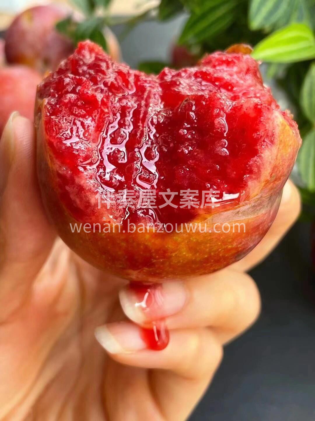 ❤️等了一年的芙蓉李来啦😍 九分甜一分酸 配图2