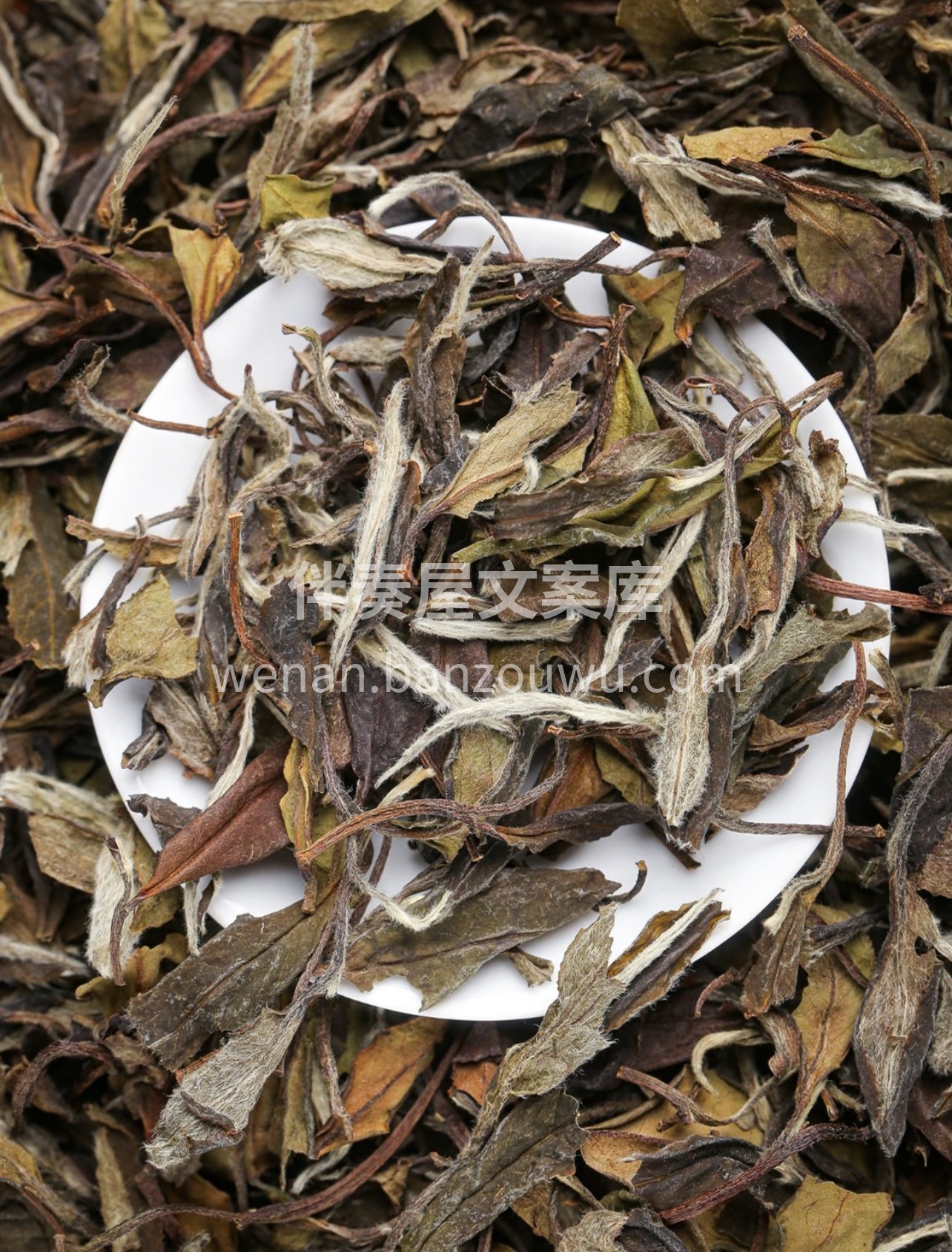 甄选福鼎高山明前白牡丹，一芽一叶凝萃晨露 配图3