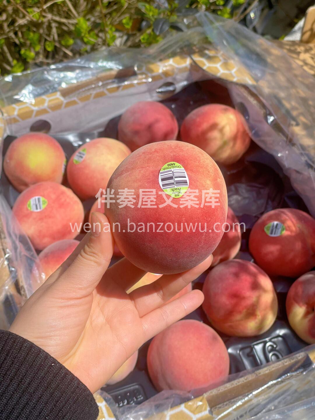 全球最好吃的桃子🍑，糖度高达20+🍯 桃 配图1