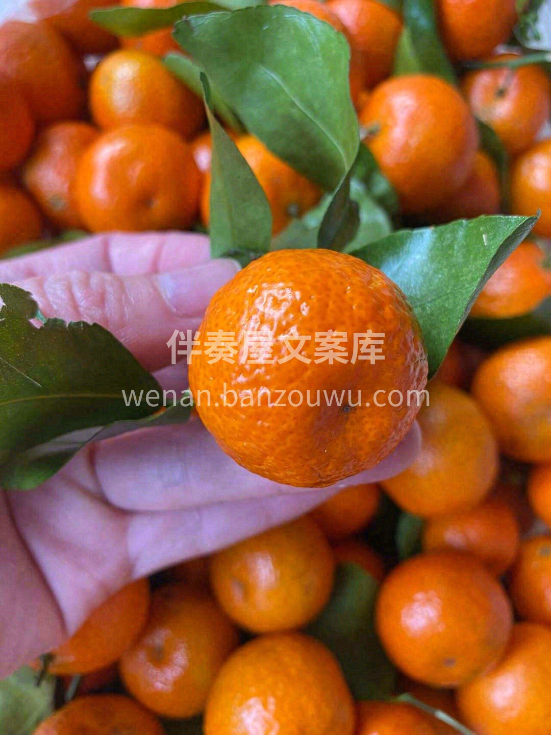 砂糖橘甜又甜😍，尝尝不买也是缘💕 质量好 配图1