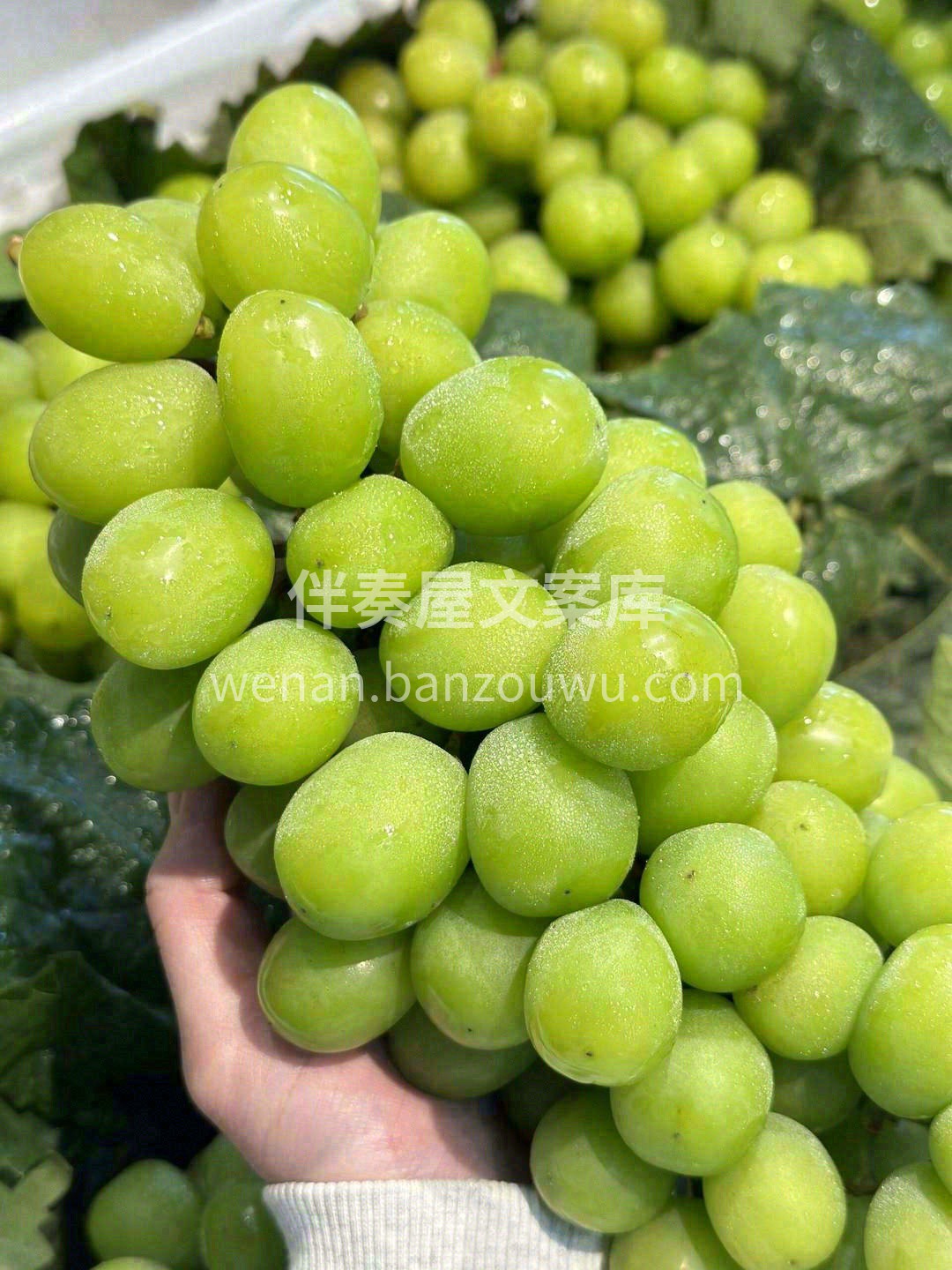 🙋秋天依然好吃的葡萄 每一颗都是脆甜的存 配图2