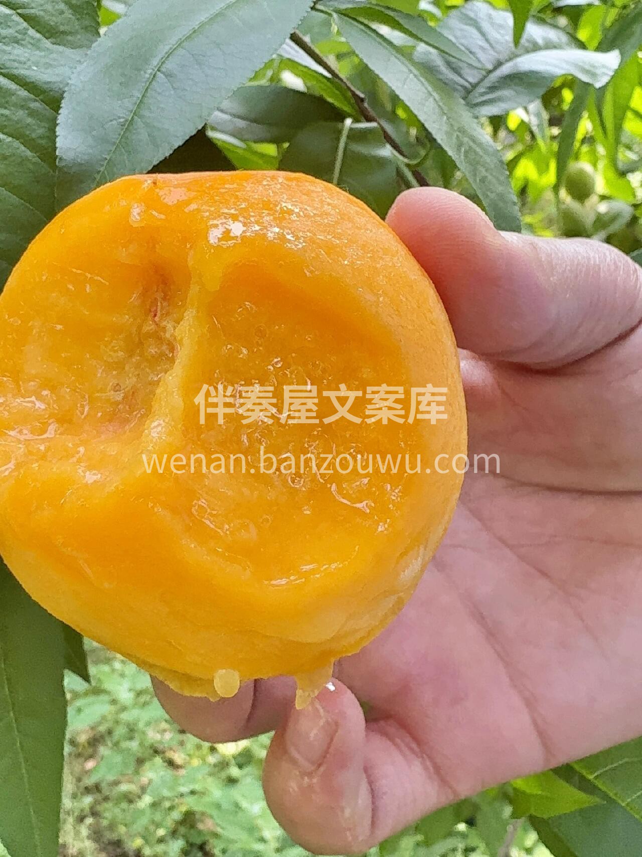 💛【黄油桃】🍑 入口就能让你尖叫不止于甜 配图3