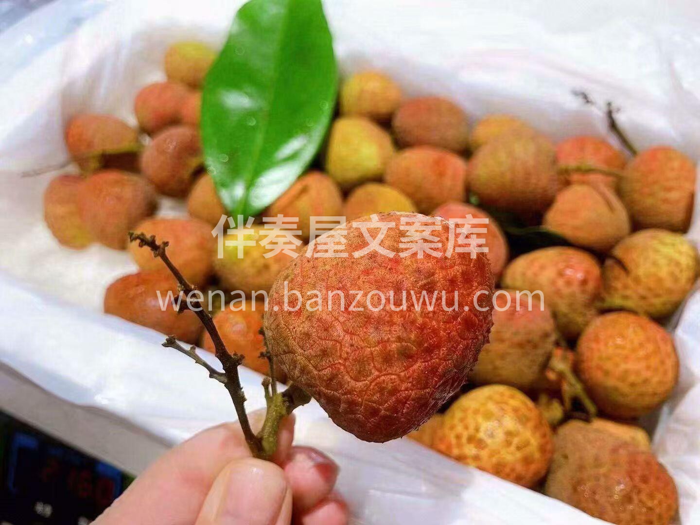🍒最近问荔枝的人挺多 可以安排上了👌 现 配图1