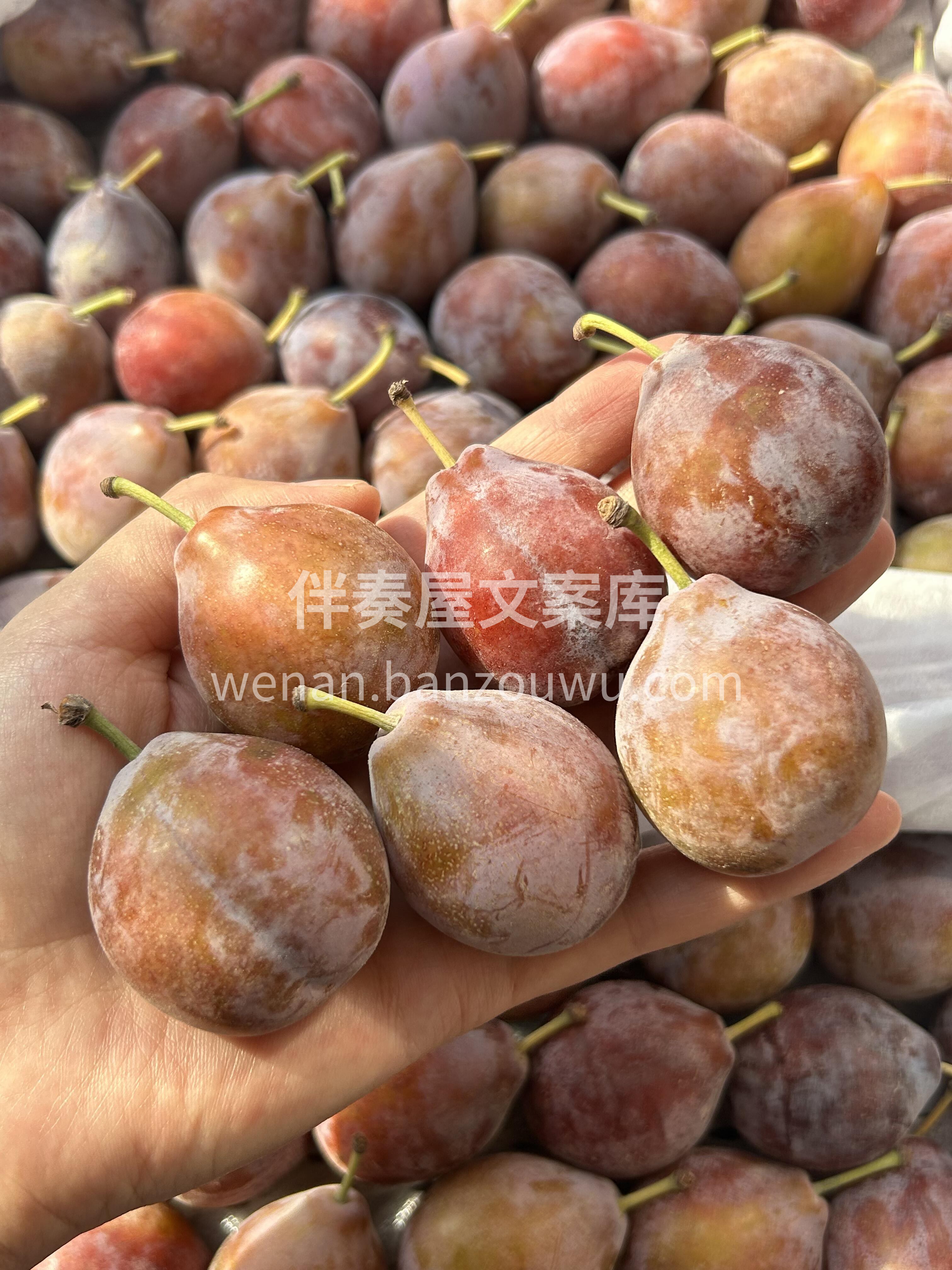 逆风的方向，更适合飞翔🕊️ 秋天的西梅🍂 配图1