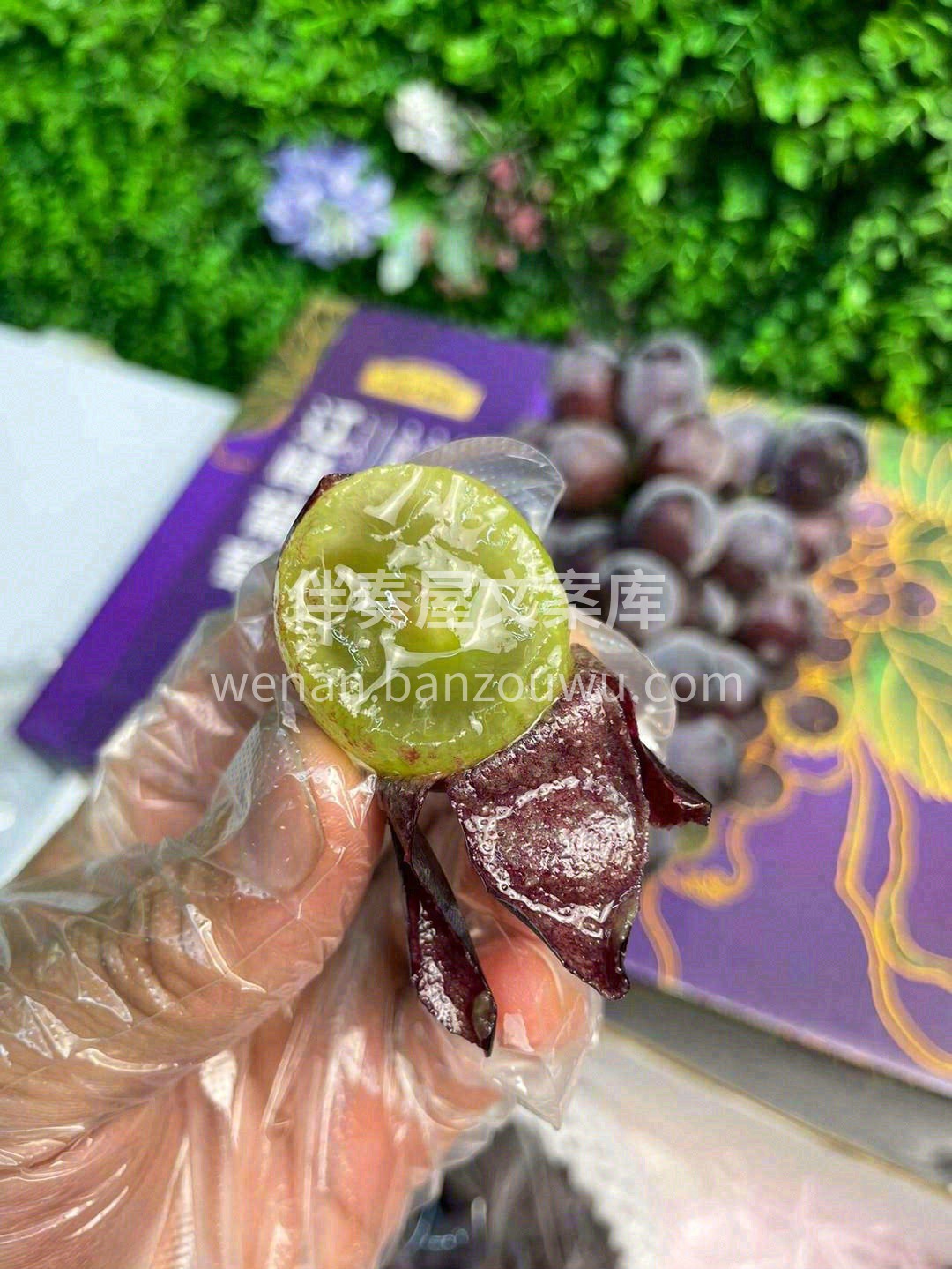 巨好吃的葡萄🍇，甜度是巨甜🍭🍭！ 汁水特 配图1