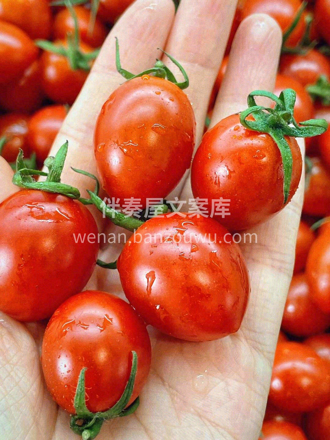 🙋高维C推荐：玲珑小番茄🍅🍅 一面是阳光 配图1