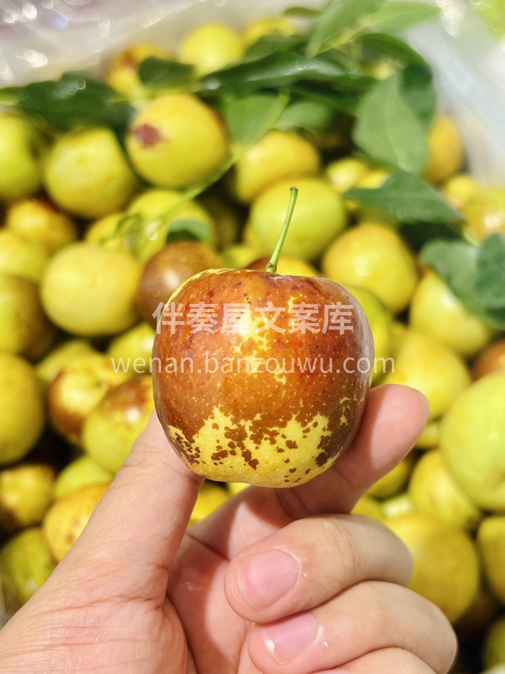 这冬枣也太会“酥”服人了吧一口嘎嘣脆💥汁 配图2