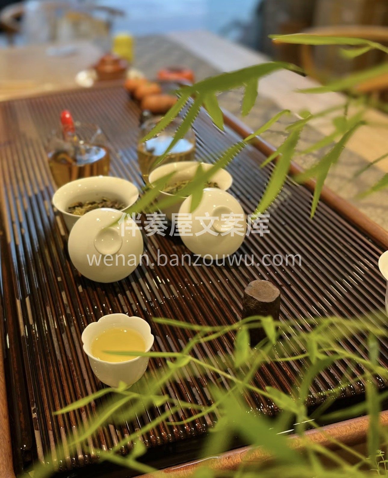 茶人，未必就是精于茶道之人，也未必是采茶 配图2