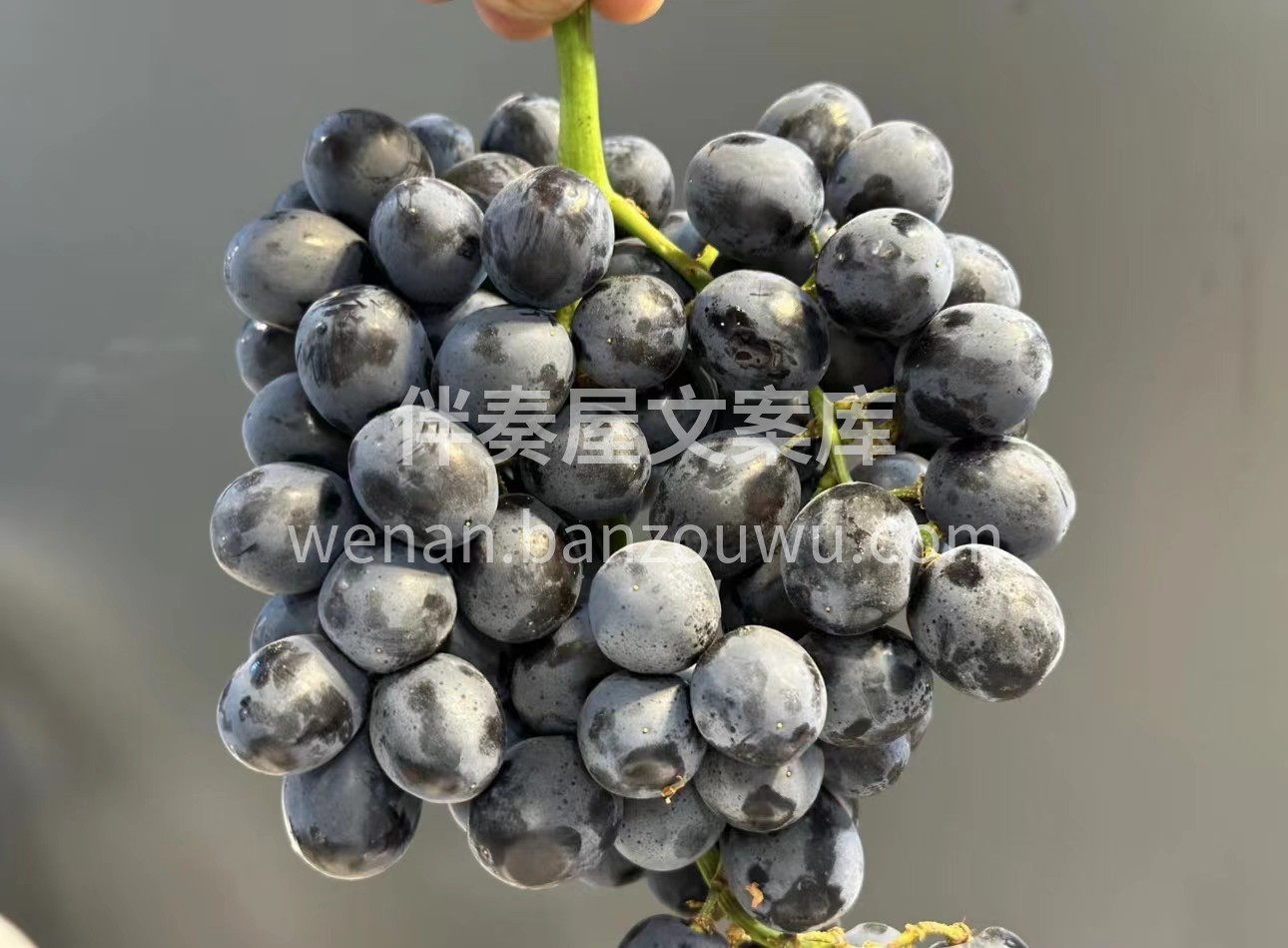玫瑰香葡萄，甜度爆表📈皮薄多汁，带有一种 配图1