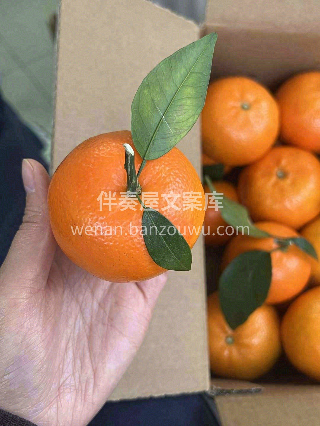 用气味就能征服吃货🧡，橙香浓郁，天然的“ 配图1