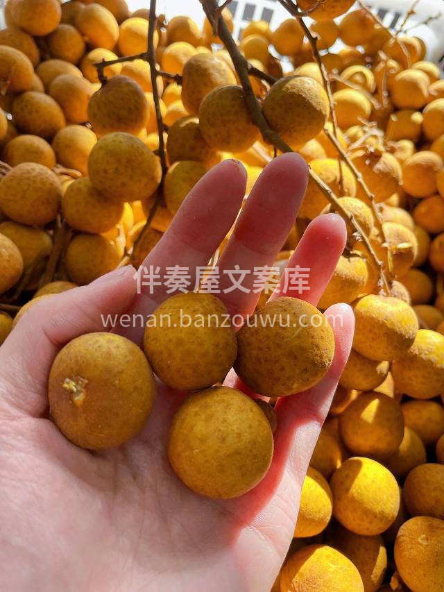 美味推荐👉新鲜龙眼😍 🌕朴实的金黄“外衣 配图2