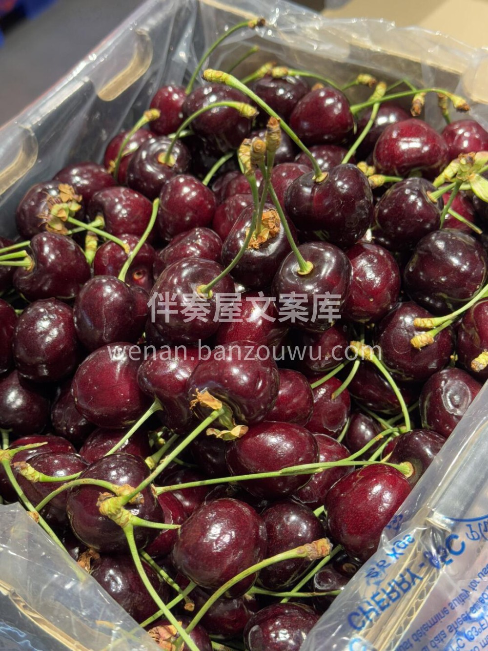 大长腿 _科迪亚Kordia🍒车厘子中排 配图3