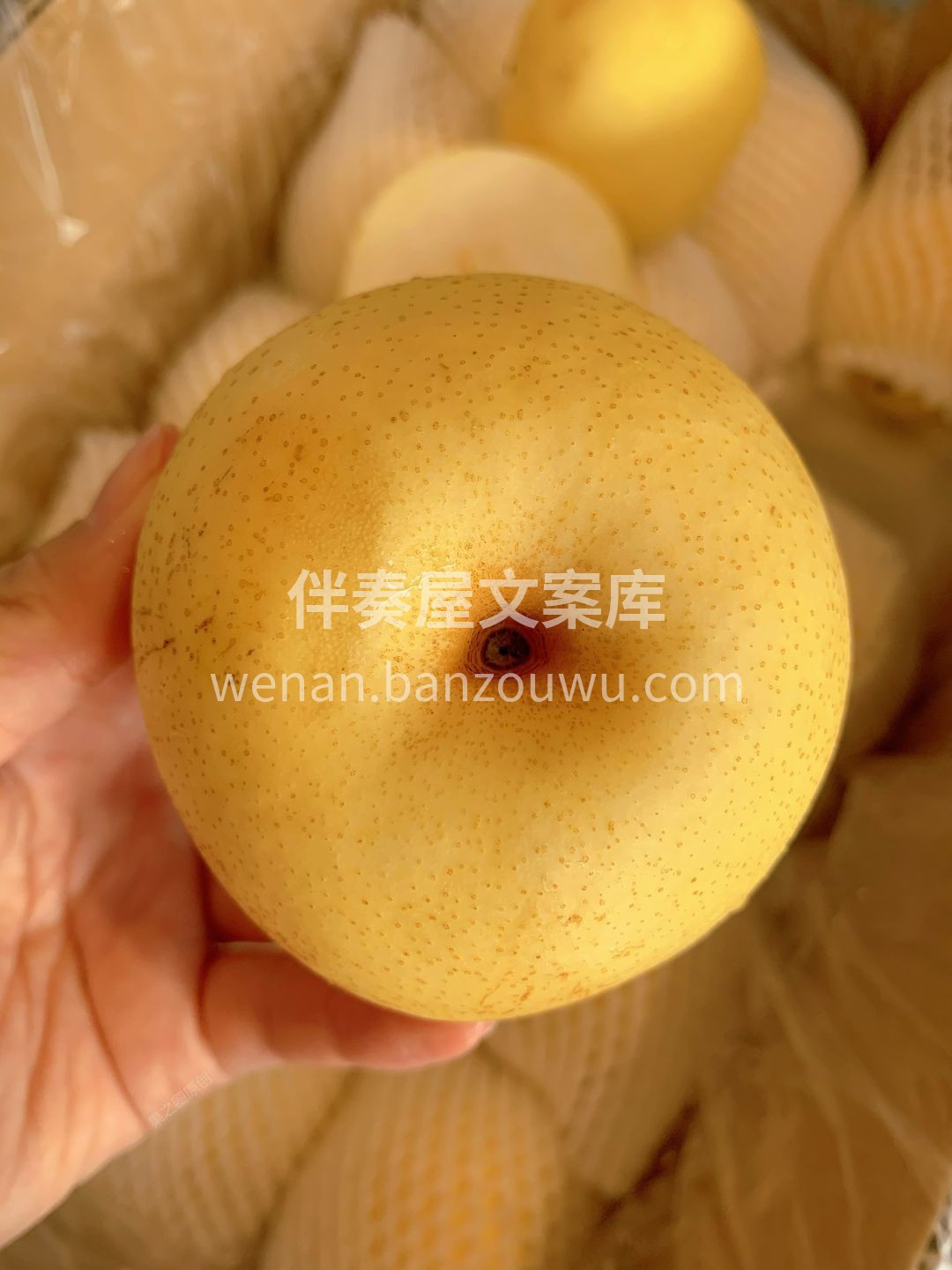 ?大个头”水分多多，甘甜凉爽的梨汁由口腔 配图2