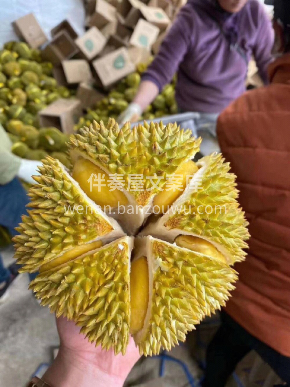 👉初冬最大的奖赏莫过于开一个榴莲的酣畅！ 配图2