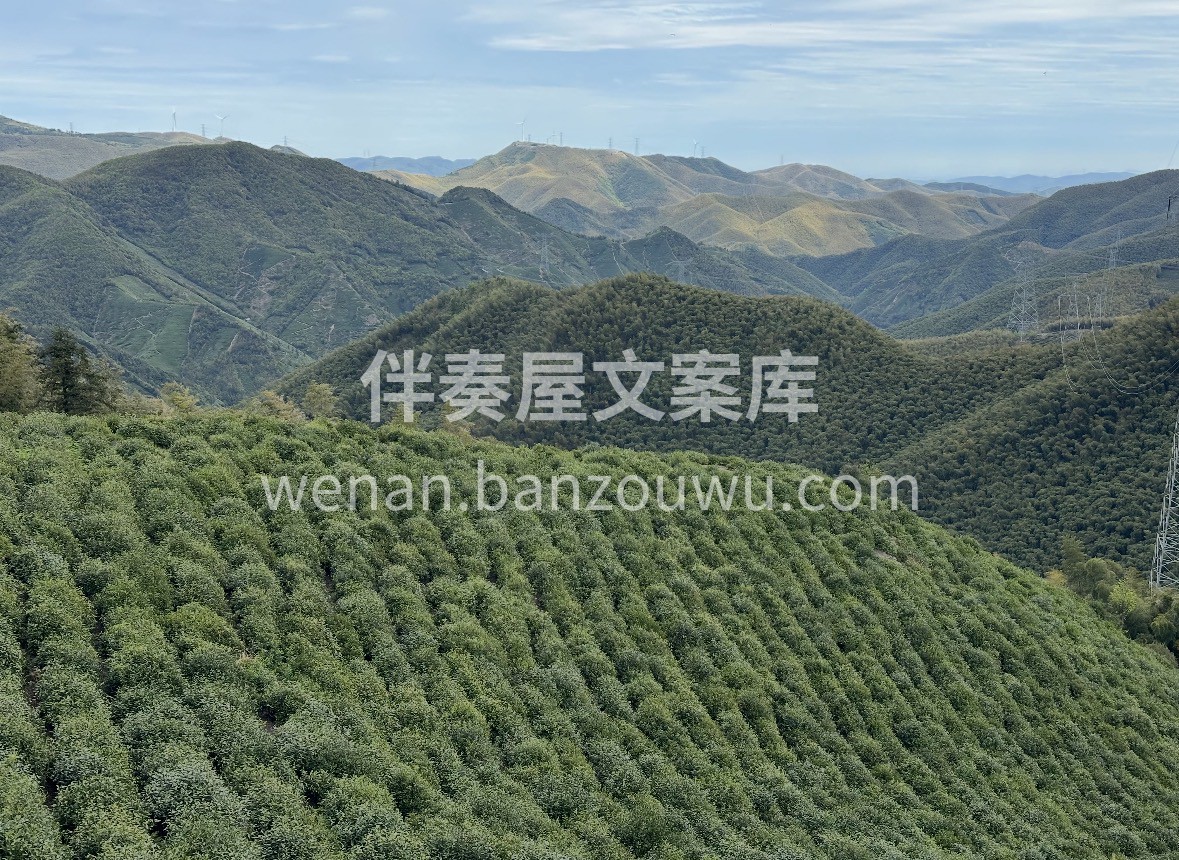 黄茶珍品 · 茶中黄金 ✅ 核心产区，高 配图2