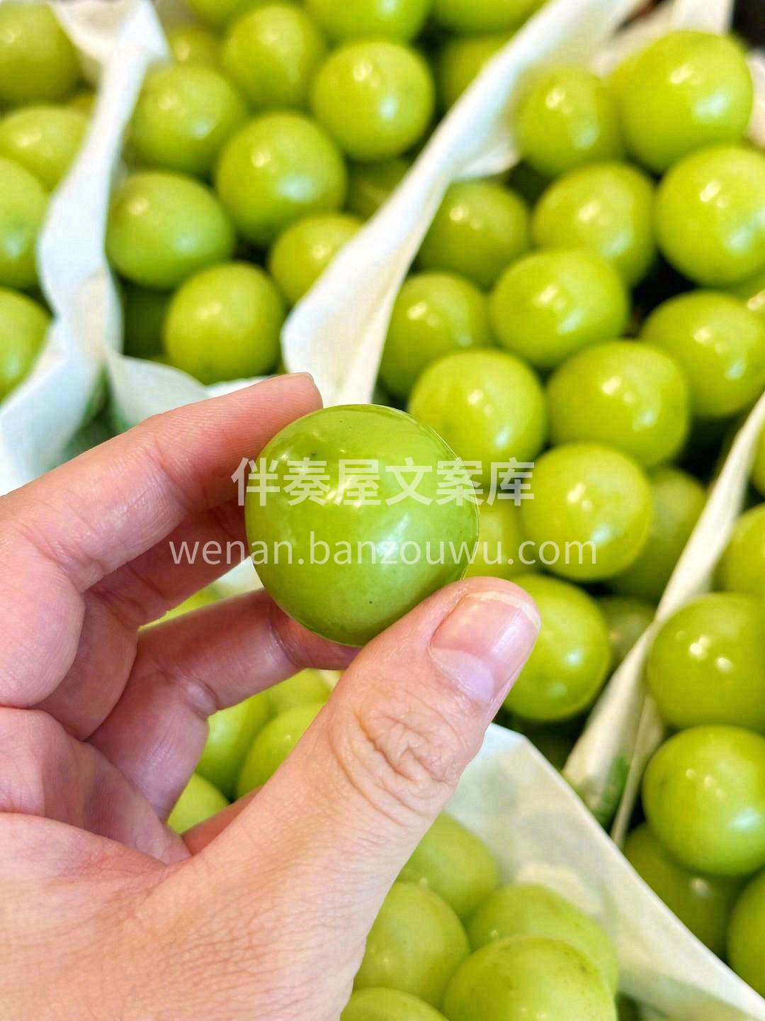 💚阳光玫瑰葡萄上新，果如其名般散发着阳光 配图2
