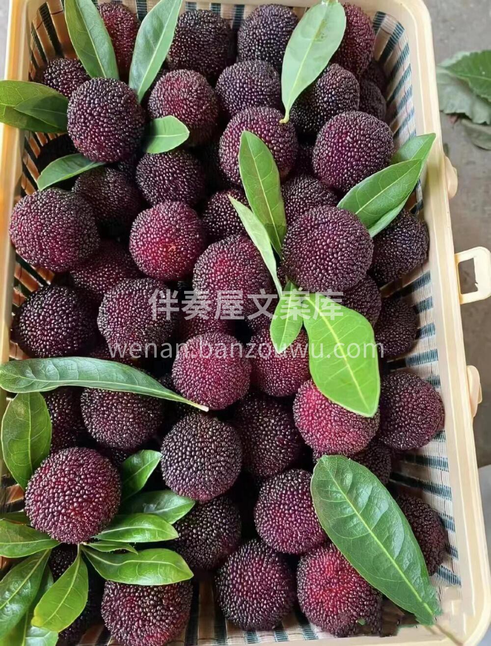 🌿🔥 "是谁的DNA动了？😏 现摘东魁杨 配图3