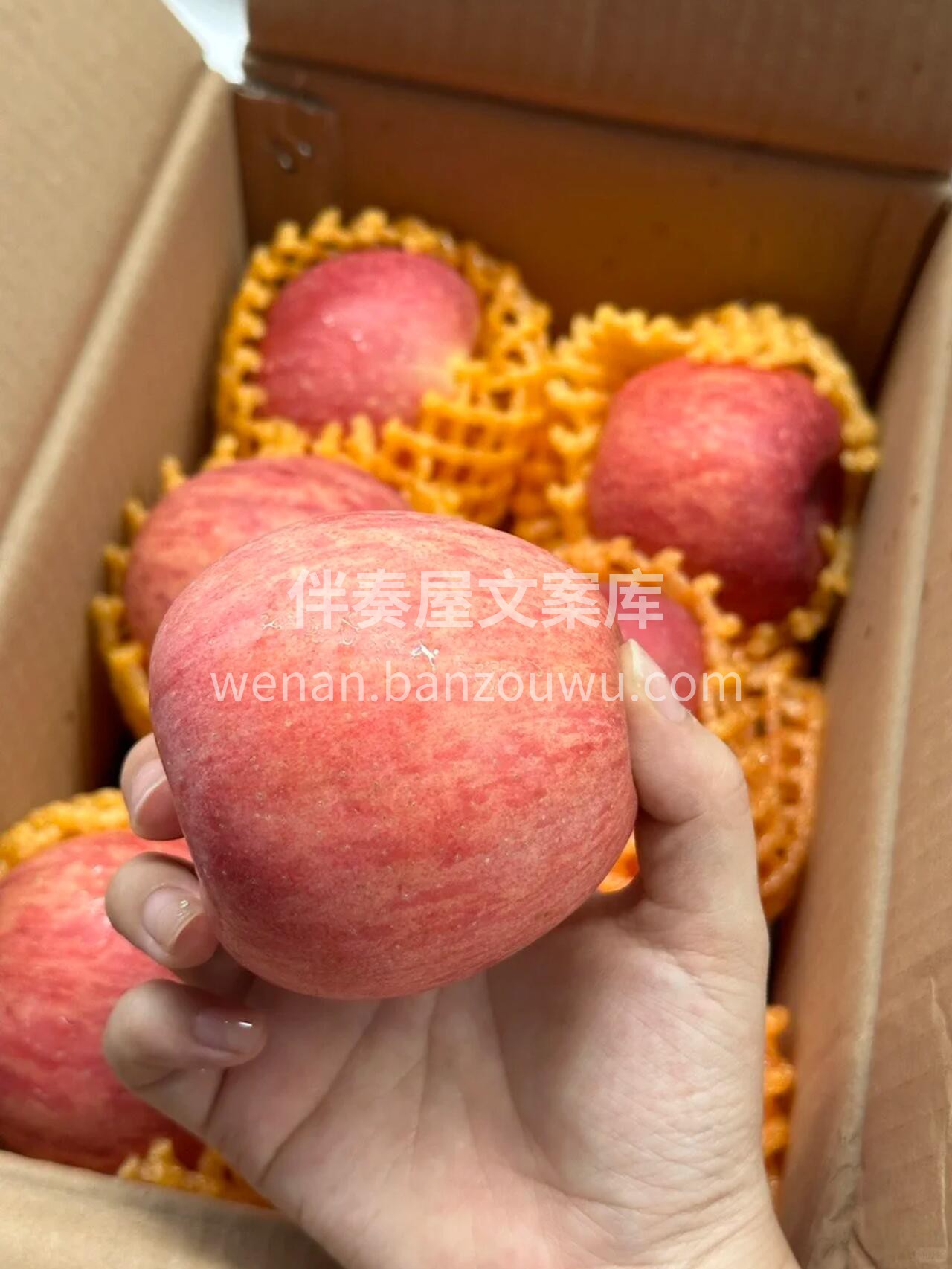 💚洛川红富士苹果☺️给你买苹果的人😘定是 配图2