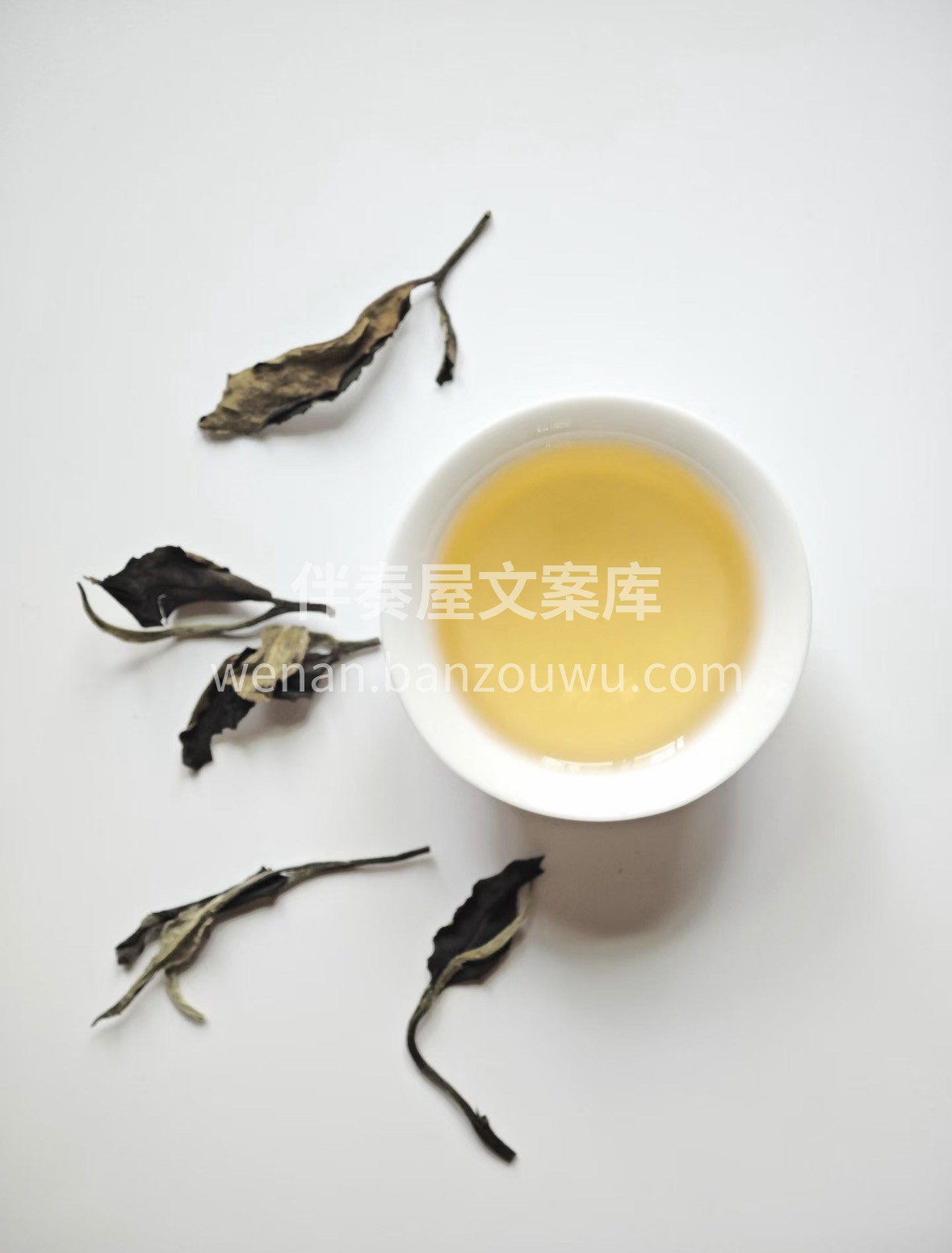 冰岛白茶｜高海拔生长，茶汤清透，香气清雅 配图3