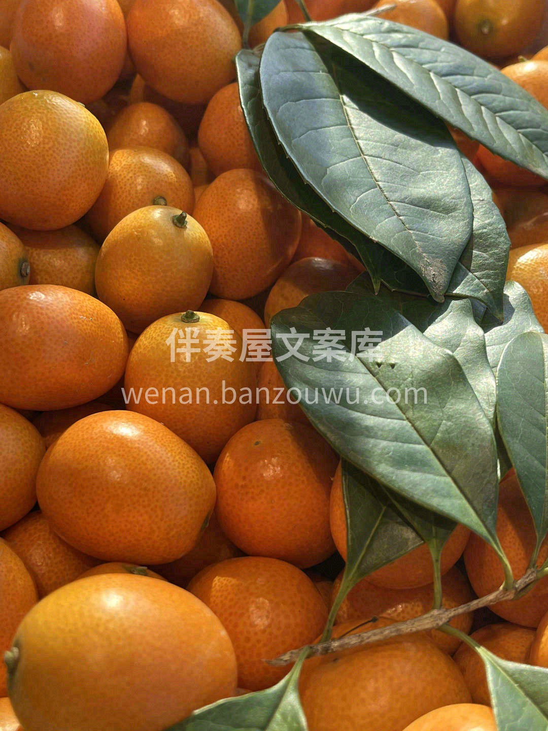 我的金桔个头太大了，一口吞不下呀😻。 这 配图2