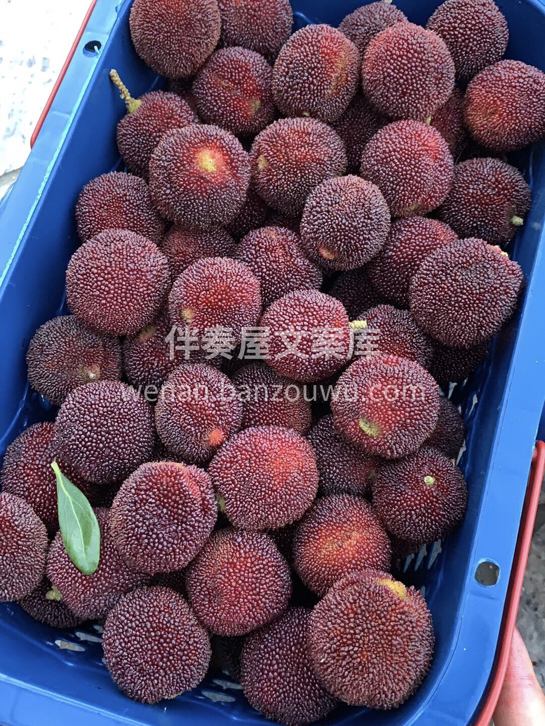 💜东魁杨梅是杨梅中的爱马仕，地理环境和🔆 配图2