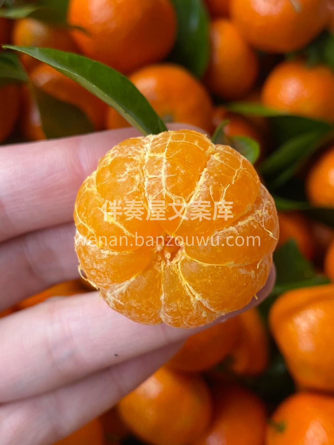 谁又能拒绝又甜又好吃的砂糖橘呢？来自砂糖 配图2