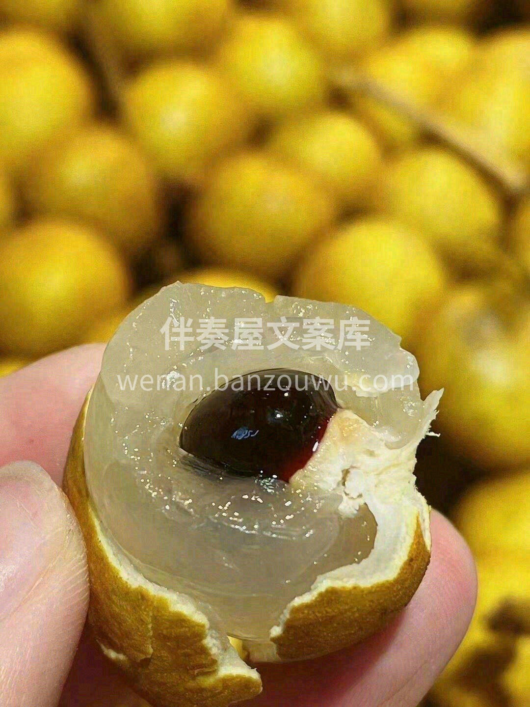 🎉朴实的金黄“外衣”下，藏着晶莹剔透的果 配图1