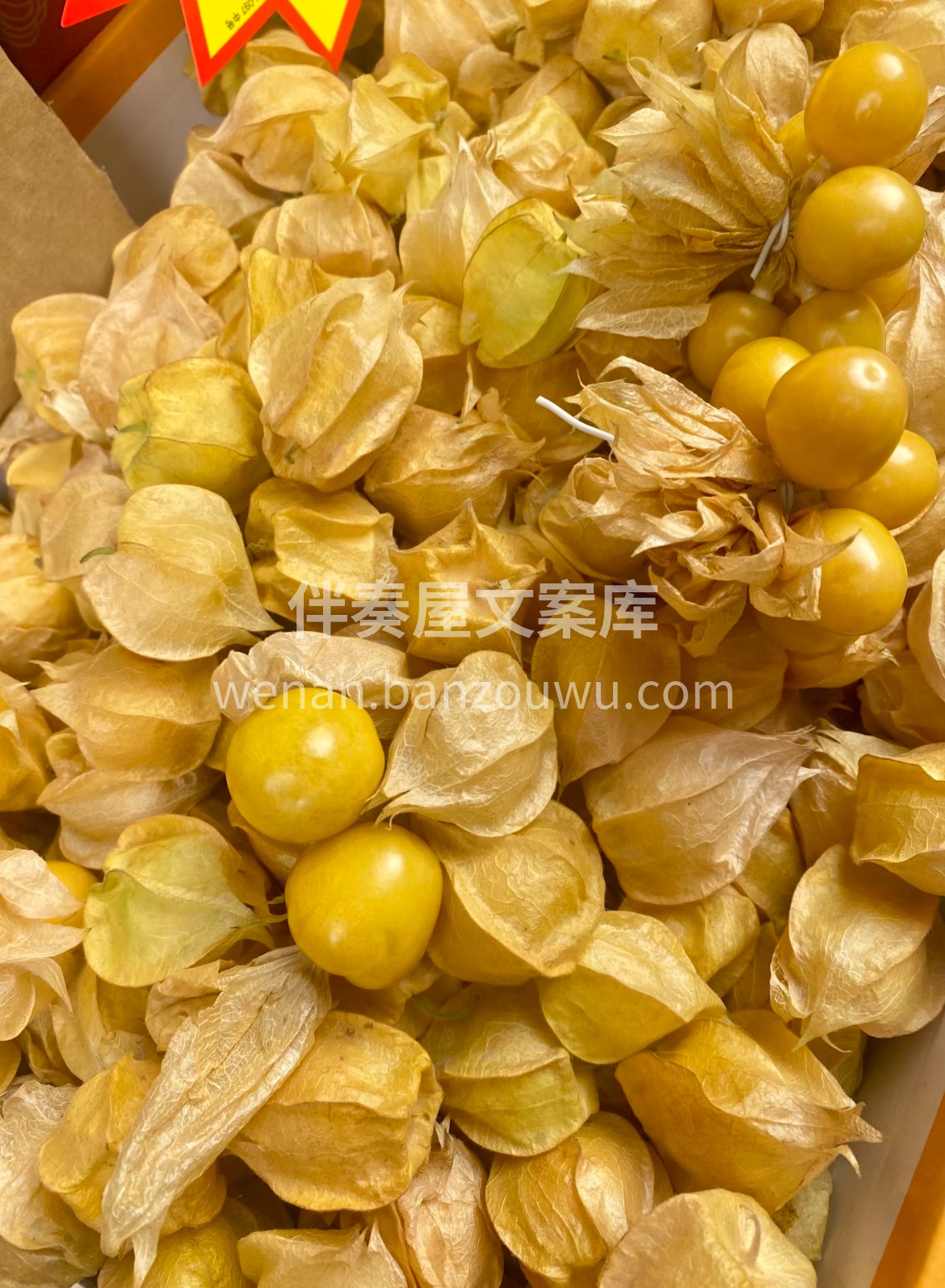 🔥【姑娘果】✅ 这颗裹着“小灯笼”的姑娘 配图3
