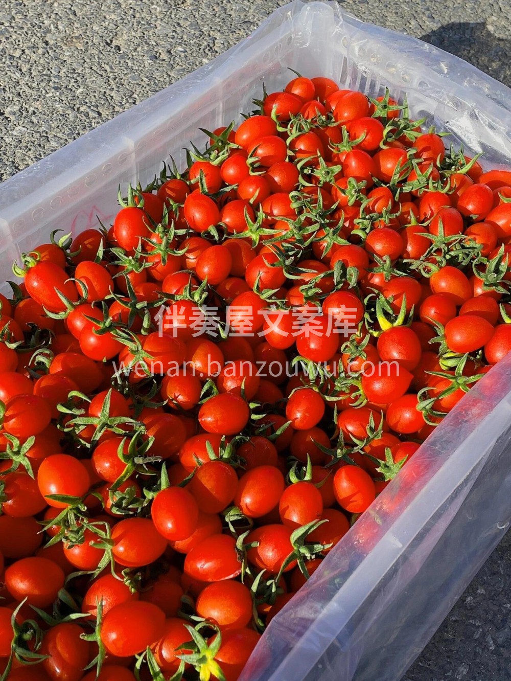 玲珑小番茄🙋高维C推荐：玲珑小番茄🍅🍅一 配图3