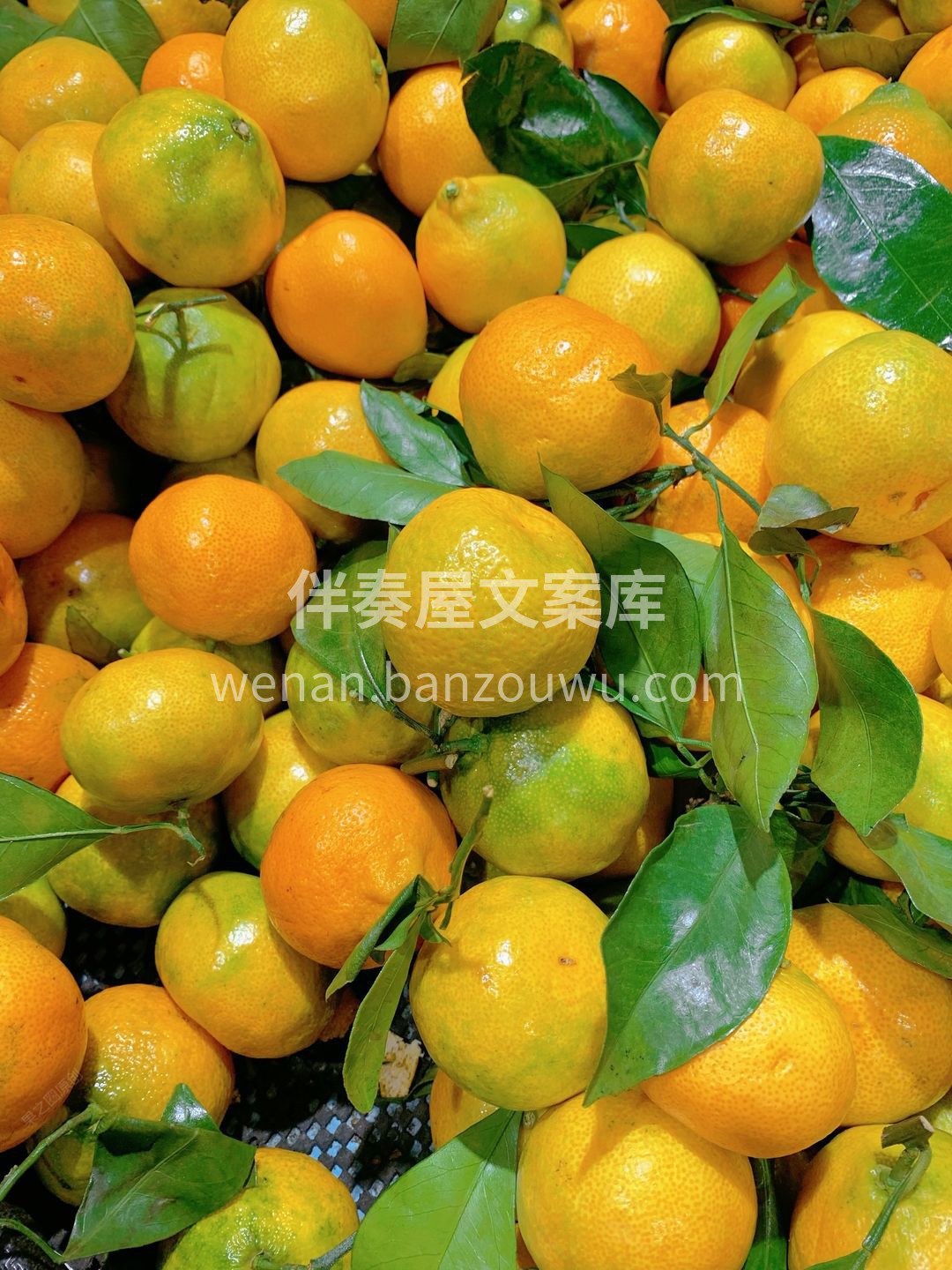 ⬆超高的维生素C和柠檬酸，不仅让蜜桔风味 配图3