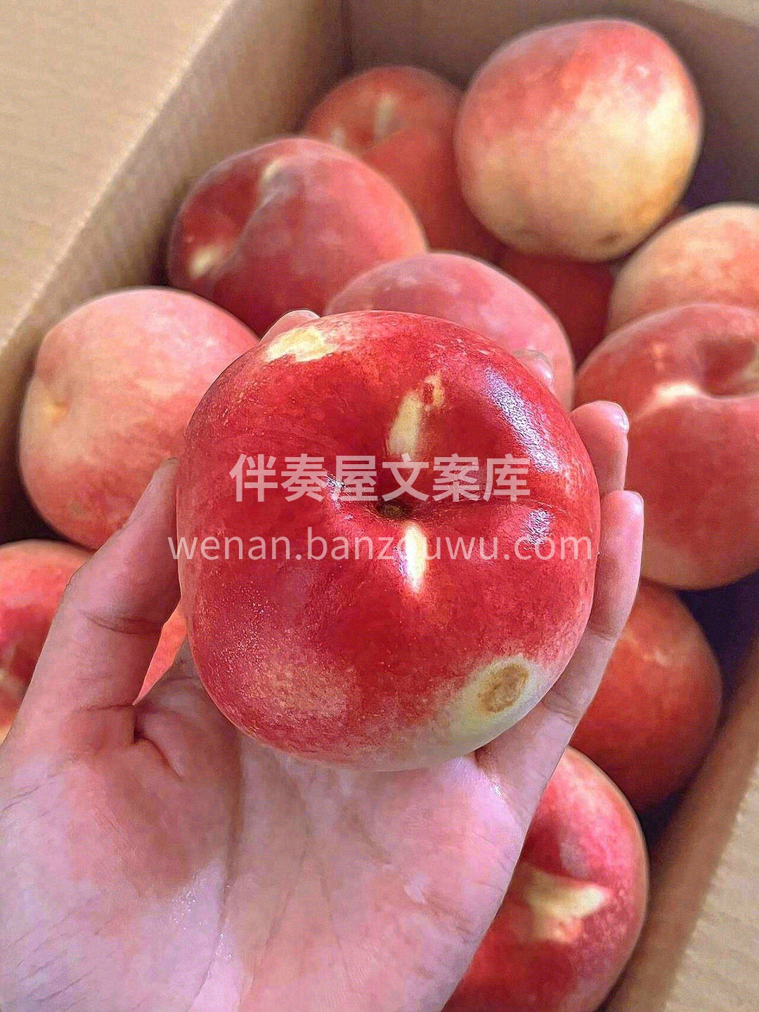 甜掉牙的金秋蜜桃🍑，挂树时间长，历经的风 配图1