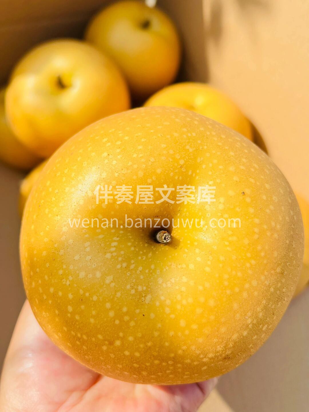 夏有凉风🍂，冬有雪❄ 春有百花🌼，秋有梨 配图3