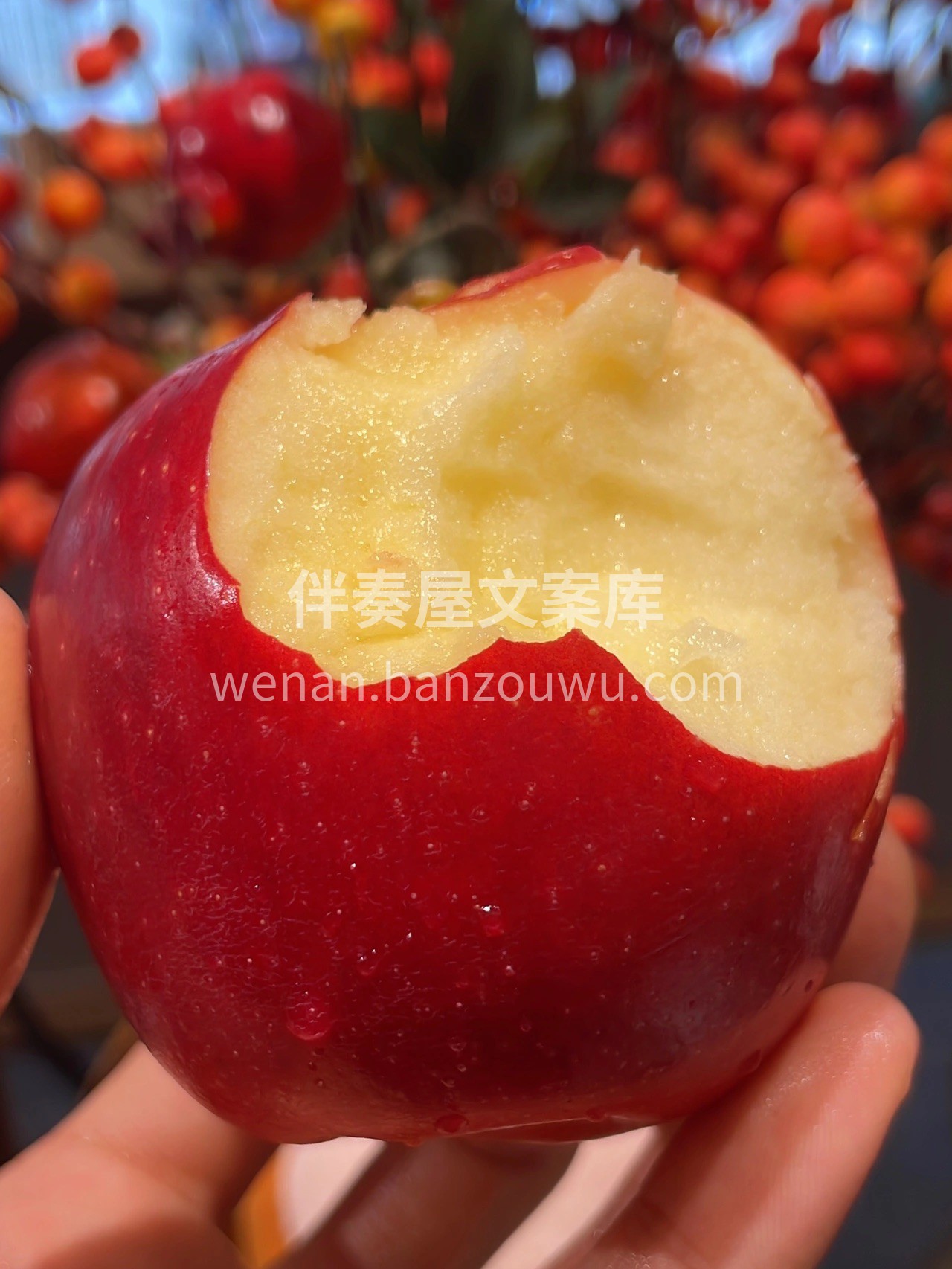 🍎 红玫瑰苹果来咯👏 超惊艳的秋冬珍选‼ 配图1