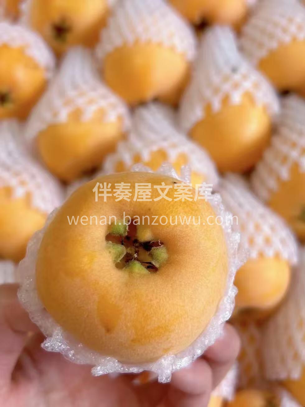 润肺小炸弹💣🔥果子超大，好甜🍯😋爽口不腻 配图1