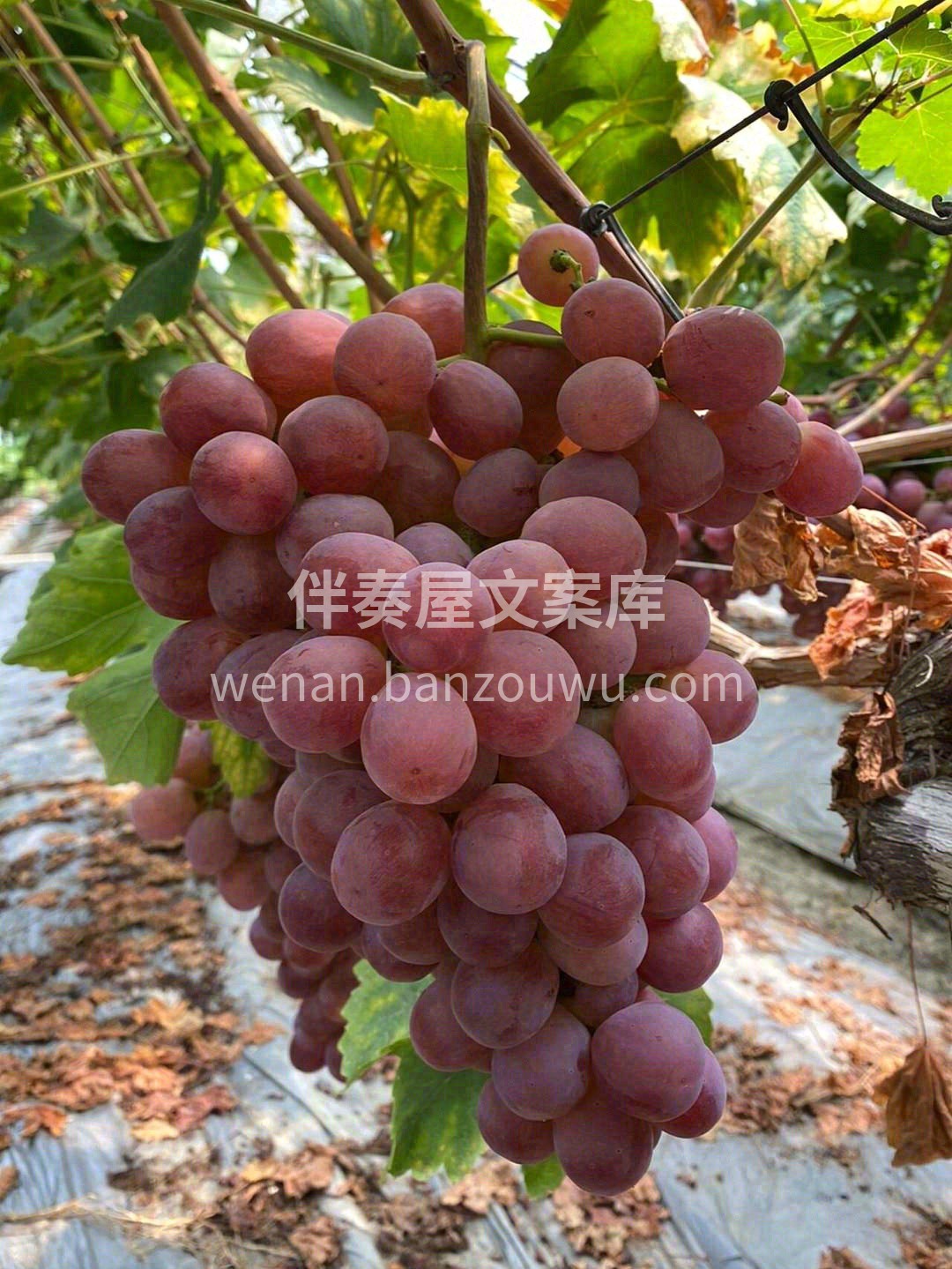 🍇身材圆滚滚的宛如一颗颗串起来的“红珍珠 配图2
