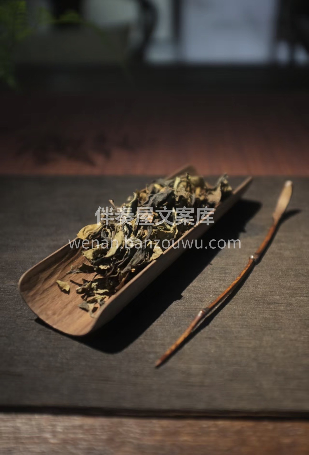 今日茶荐｜倚邦白茶：一口喝下云南古树的清 配图1
