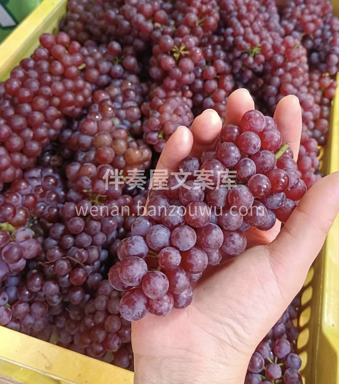 超小的mini葡萄🍇 一串串非常可爱😊  配图1
