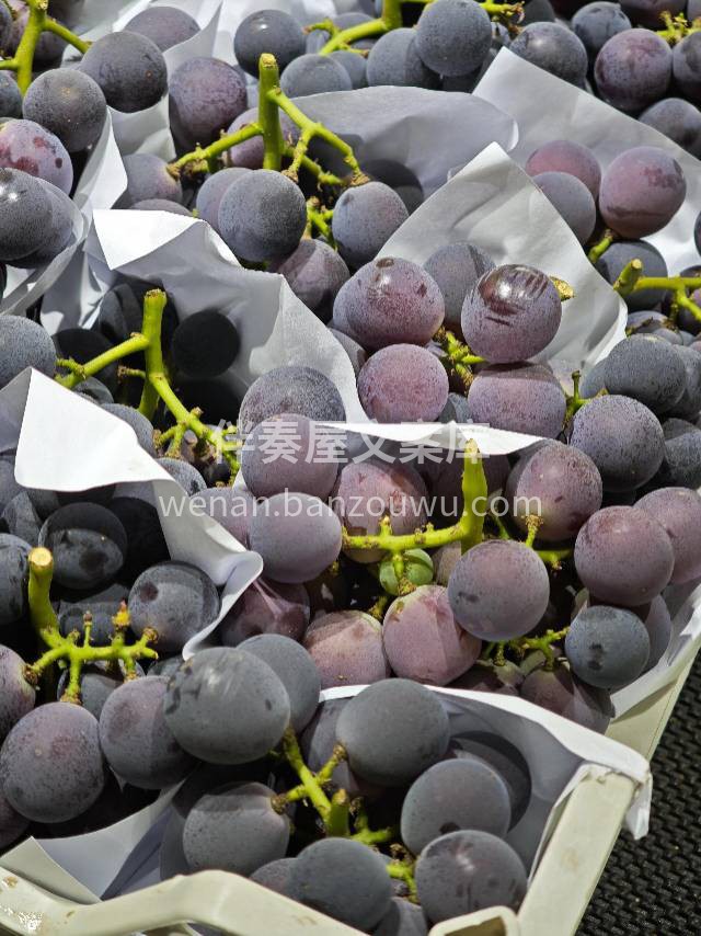 【超级好吃巨峰葡萄🍇】♥️甜蜜推荐👉 🍇 配图3