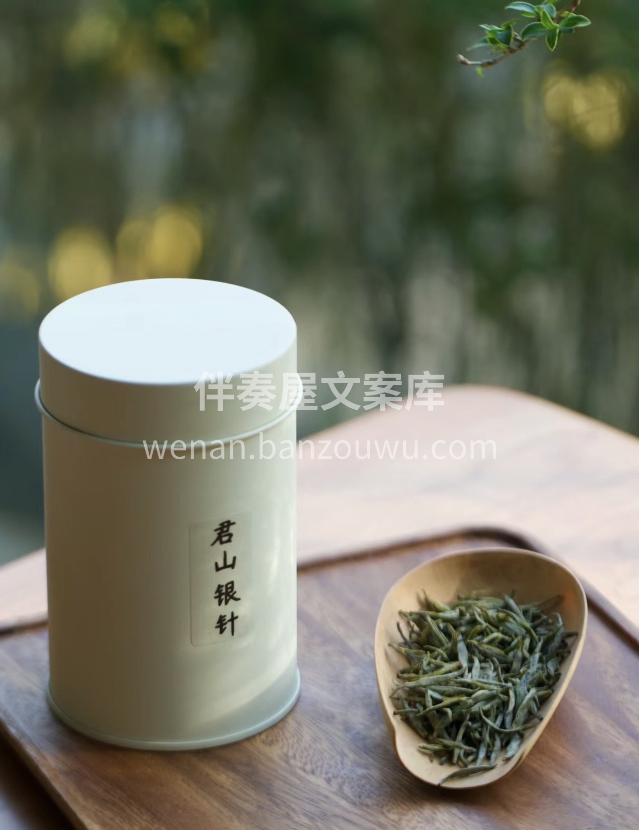 当热水冲泡，君山银针如舞者般在水中上下舞 配图3