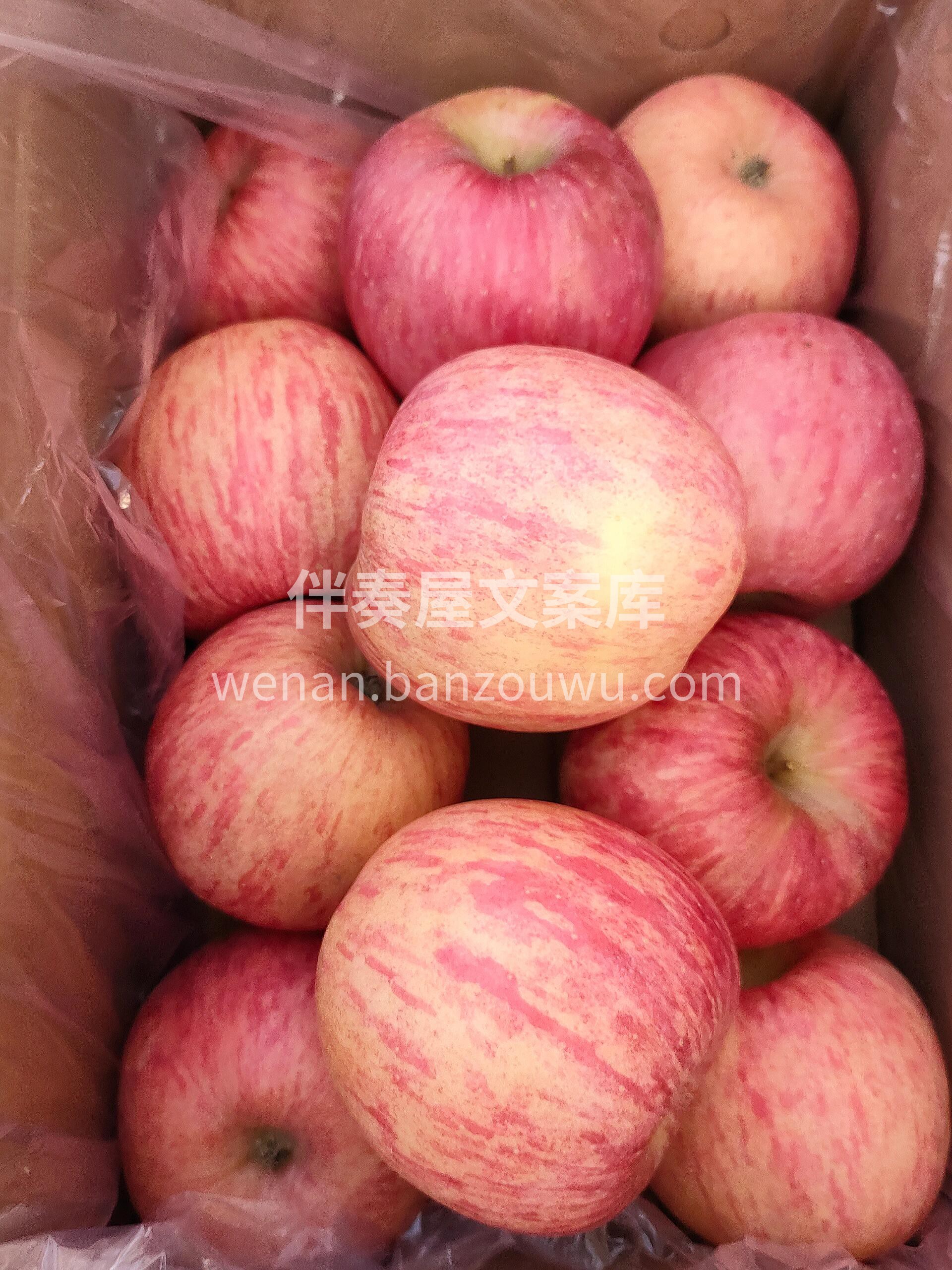 洛川富士苹果🍎 最吸引人的是果香😍😍 捧 配图3