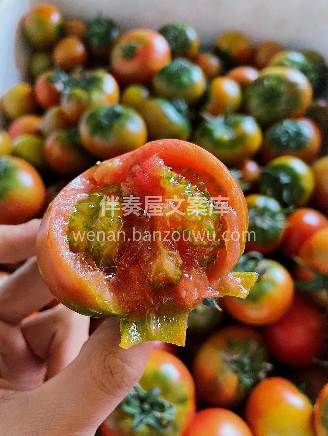 ❣️碱地番茄一口爆汁💦 喜欢吃的宝子，不 配图1